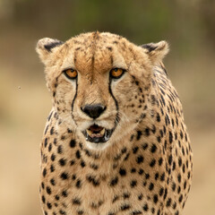 Shallow focus close-up of a spotted cheetah