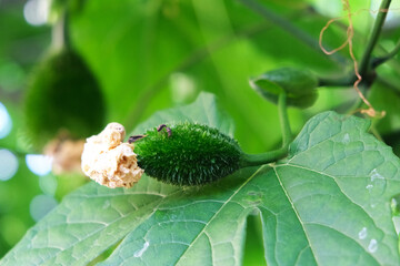 Cochinchin Gourd Gac, Momordica Cochinchinensis fruit on vine