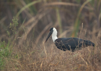 Woolly-necked stork at Bhigwan bird sanctuary Maharashtra