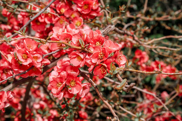 Flowering Guince (Chaenomeles speciosa x Chaenomeles japonica) in garden