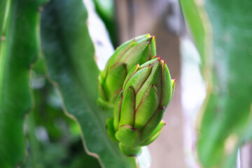 Green dragon fruit on the vine
