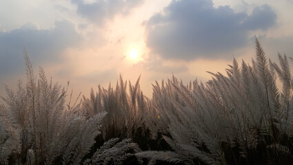 Beautiful white kash or kans grass flower with Cloudy Sky. Saccharum Spontaneum Flower .  Sunset Time