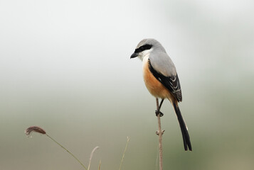 Long-tailed shrike perched on twig at Bhigwan bird sanctuary Maharashtra
