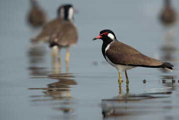 Red-wattled Lapwings at Bhigwan bird sanctuary Maharashtra
