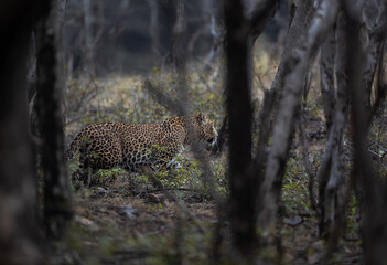 A leopoard moving in the jungle of  Ranthambore National Park, India