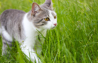 Tabby bicolor white gray hunter cat with yellow eyes walking in high green grass in spring. Feline outdoors in nature at summer day. Kat, gato, katt, gato, kot, kissa, chat. Feline body moving slowly. © vita