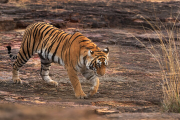 Tigress, on the rock of Ranthambore Tiger Reserve, India