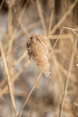 Dry reed in winter nature.