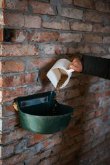 Woman's hand filling plastic feeder with raw oats for feeding horses in stable with brick walls