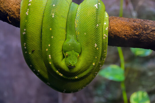 Closeup shot of a Green tree python on a tree branch