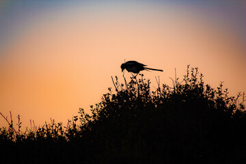 Small bird silhouette on a bush with a beautiful sunset as background.