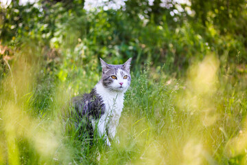 Tabby bicolor white and gray hunter cat with yellow eyes sitting in high green grass in spring...