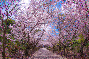 Obraz na płótnie Canvas 建長寺の満開の桜