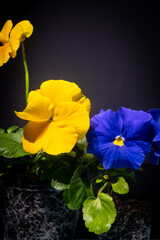 Spring flowers, yellow blue colors