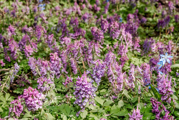 Obraz premium Solid-tubered Corydalis (Corydalis solida) in forest