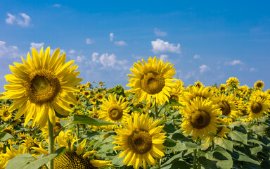 Sunflowers blooming in the field under a clear blue sky. Yellow and blue colours of Ukrainian flag. 