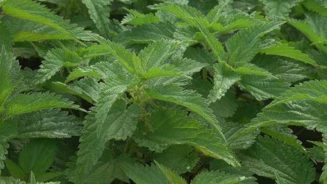 Brennessel (urtica)