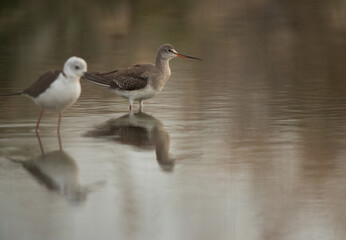 Selective focus on Spotted redshank at Asker marsh, Bahrain