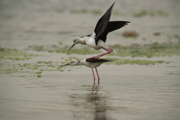 Black-winged Stilts mating at Asker Marsh, Bahrain