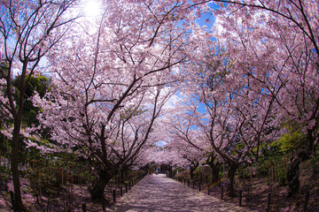 Obraz na płótnie Canvas 建長寺の満開の桜