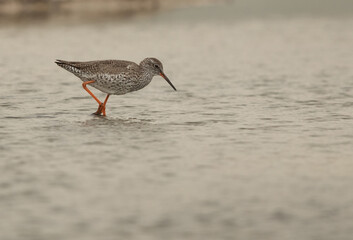 Spotted redshank feeding at Asker marsh, Bahrain