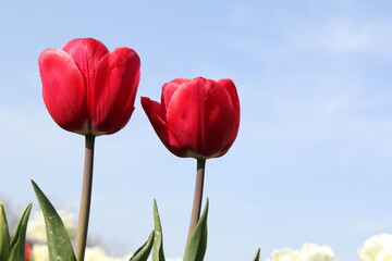 two red tulips and a blue sky in the background