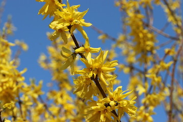 Fototapeta na wymiar a branch of a forsythia with beautiful yellow flowers and a blue sky in the background in a garden in springtime at a sunny day