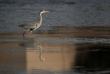 Grey Heron and reflection on water at Tubli bay, Bahrain