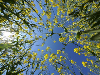 Wunderschöne Rapsblüten