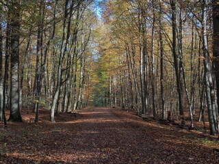 Obraz premium Hebstlicher Wald