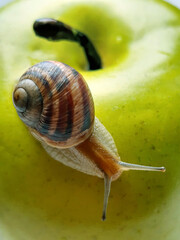 Grape snail on an apple