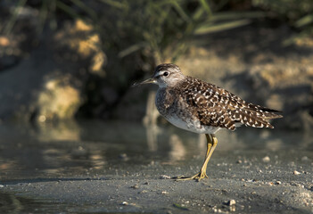 Closeup of a Wood Sandpiper at Asker marsh, Bahrain