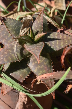 Reddened leaves of Aloe zebrina, a succulent plant
