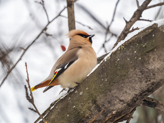 Bohemian waxwing, Latin name Bombycilla garrulus, sitting on the branch with snow in winter or early spring day. The waxwing, a beautiful tufted bird, sits on a branch without leaves.