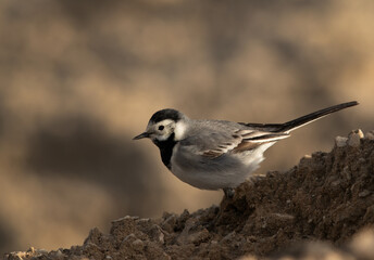 White wagtail getting down on a mound, Bahrain