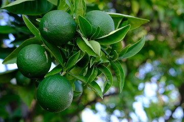 Lemon tree in the summer.
