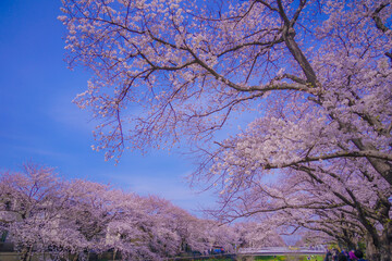 Obraz na płótnie Canvas 調布、野川に咲く桜