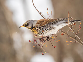 Fieldfare sitting on the bush and feeding on wild red apples in winter or early spring time.