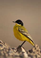 Fototapeta premium Portrait of a Yellow Wagtail at Asker marsh, Bahrain