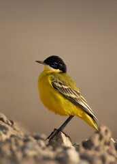Portrait of a Yellow Wagtail at Asker marsh, Bahrain