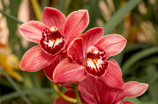 Boat Orchid (Cymbidium cv) in greenhouse