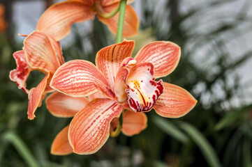 Boat Orchid (Cymbidium cv) in greenhouse