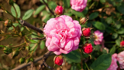 Rosa centifolia, also called cabbage rose. Pink flowers intensely and sweetly smell. Rosa...