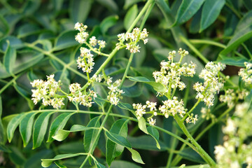 Flower of the ambarella fruit tree. golden apple, 