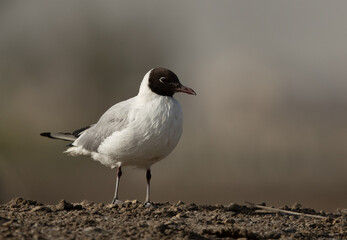 Portrait of a Black-headed gulls at Asker marsh, Bahrain