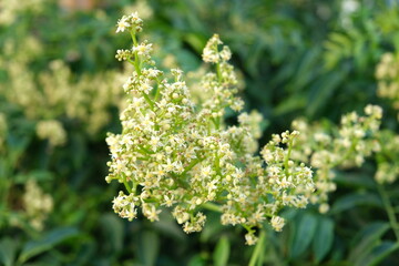 Flower of the ambarella fruit tree. golden apple, 