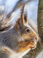 The squirrel with nut sits on tree in the winter or late autumn. Portrait of the squirrel close-up