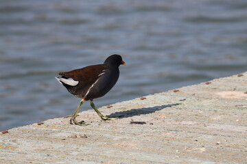 coot aquatic bird in freedom hunting in the meadow