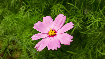 Pink cosmos flower with Blur Green Background . pink cosmos flower blooming in the Garden . Cosmos Bipinnatus with blurred background