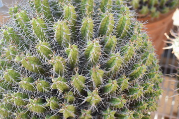 Thorny succulent plant (Euphorbia mitriformis)